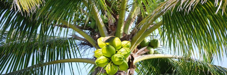 We Provide Expert  Coconut Tree Climbers
 